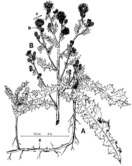 Canadian Thistle