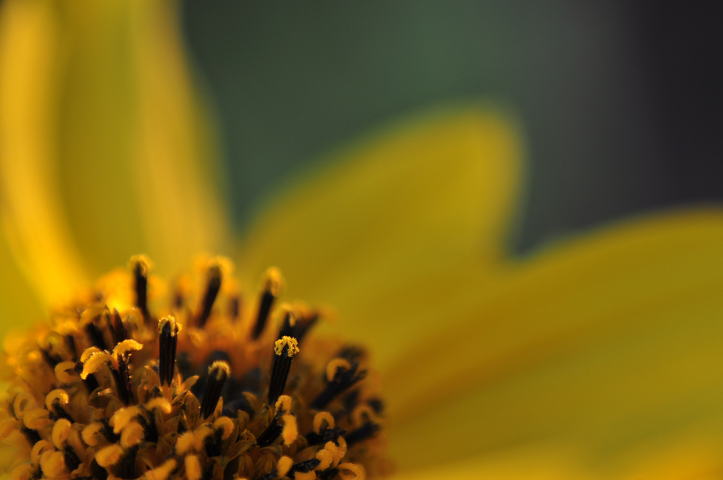 Stamen and Petal of flower.