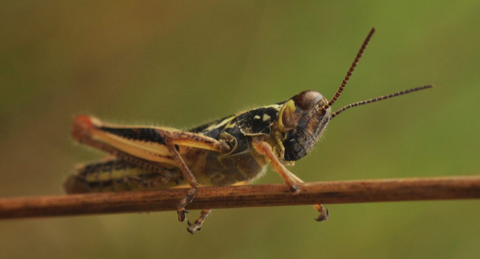 Grashopper on a blade of grass