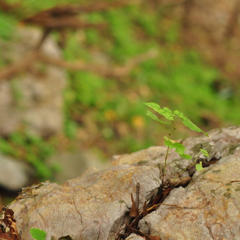 Sapling growing in rock in forest