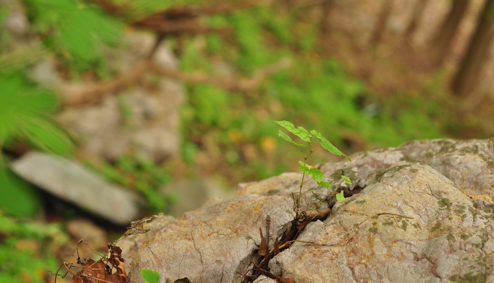 Sapling growing in rock in forest